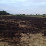 More grassfire aftermath.