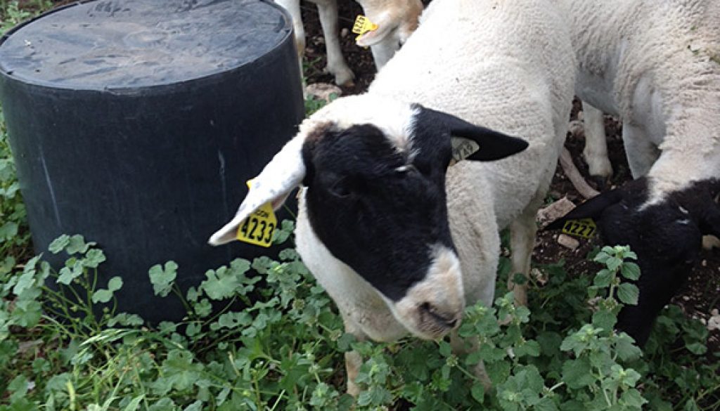 Dorper sheep with their new ear tags.