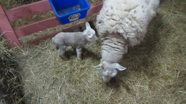 Cheviot ewe and newborn Bohemian Bounty