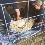 sheep shearing 2016